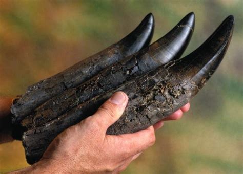 [Fossil Pic] Fossilized T-Rex teeth. : r/Dinosaurs