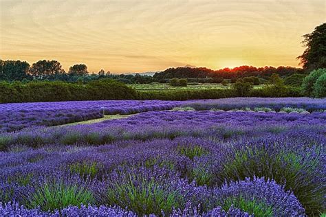 _MH_6102 Sunrise at the Lavender Fields-2 - Gary Hamburgh Photography