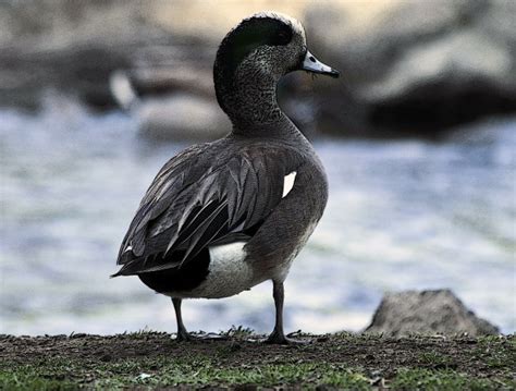 Widgeon Duck Free Stock Photo - Public Domain Pictures