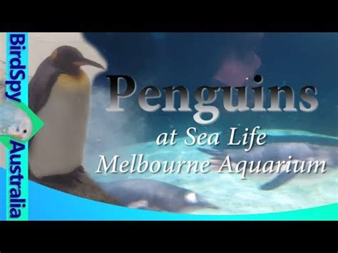 Penguins - Sea Life Melbourne Aquarium | BirdSpyAus - YouTube