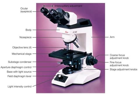 Parts of a Microscope – The Comprehensive Guide - MicroscopeSpot