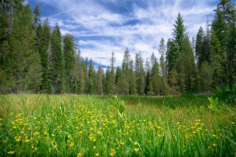 Green Forest Meadow With Yellow Wild Flowers - Greenvest