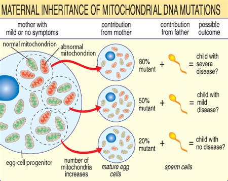 Mitochondrial Disease | Diseases