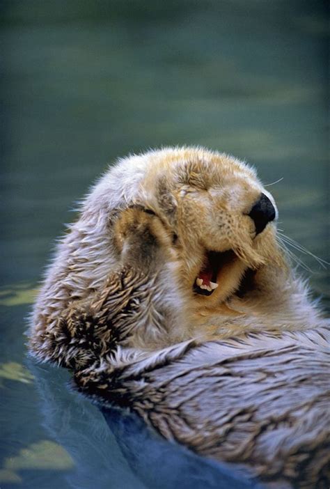 The 21 Happiest Otters Ever Are Here To Brighten Your Day | Make me smile, So cute and Sea otter