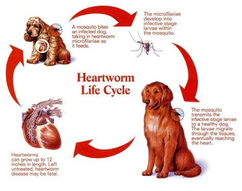 Heartworm-Roma Veterinary Clinic