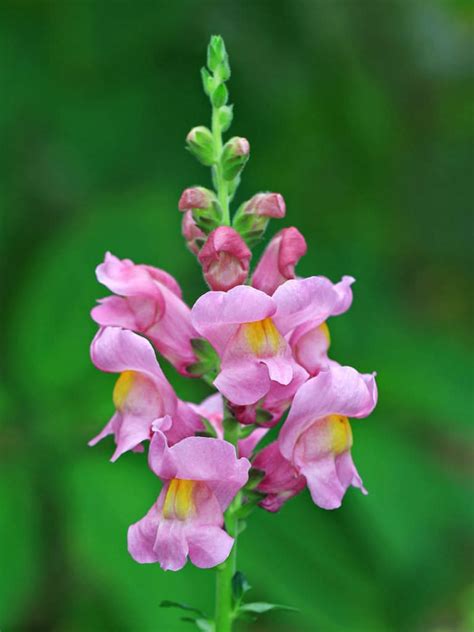 Antirrhinum majus (Snapdragon) - World of Flowering Plants