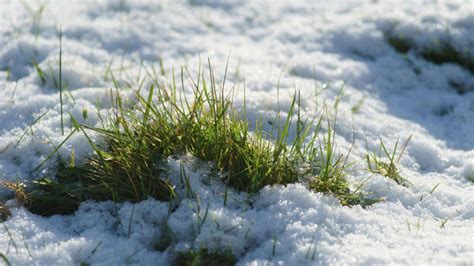 Winter lawn care: 6 steps to take to protect it from the cold | Homes & Gardens