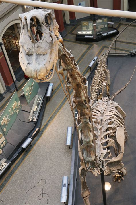 Giraffatitan Dinosaur Skeleton, Dinosaur Bones, Dinosaur Fossils ...