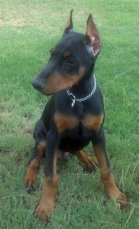 Dobie pup | Animals, Pup, Dogs