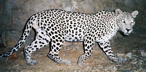 Protecting the endangered Arabian leopard in the mountains of Oman | Ensia