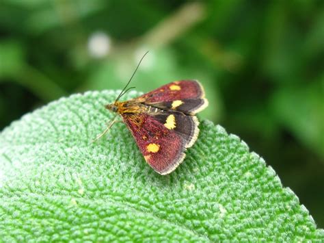 BugBlog: Some day-flying moths