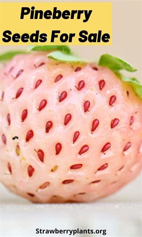 Pineberry Seeds for Sale – Strawberry Plants