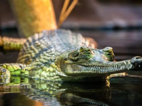 Bringing back gharials from the brink of extinction, India - Times of ...