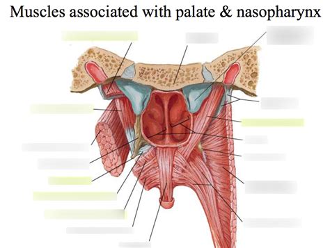 Muscles Associated With Palate & Nasopharynx 2 Diagram | Quizlet