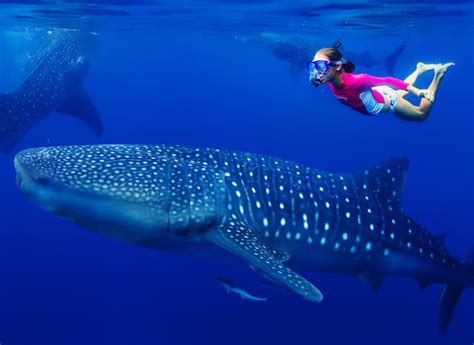 Swimming with whale sharks in Oslob with kids | HoneyKids Asia