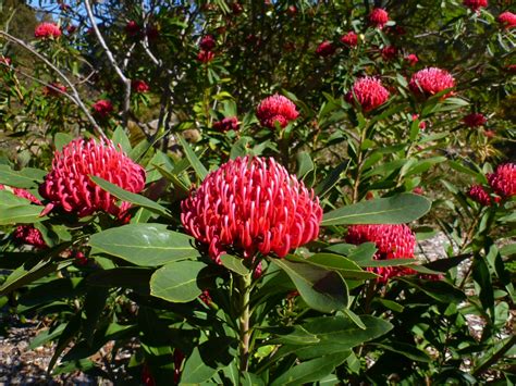 Australian Native Shrubs | Gardening With Angus