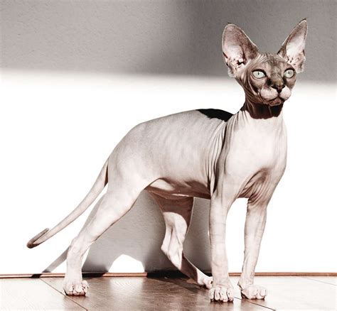 Sphynx Cat Breed Information and Characteristics