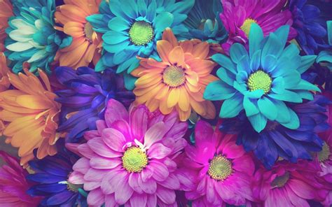 Colorful Daisy Flowers Pink Blue Orange Background Wallpaper 2560x1600 : Wallpapers13.com