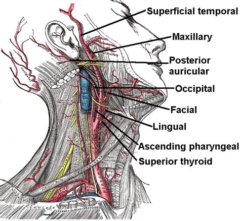 8 Branches Of External Carotid Artery - mapametawan