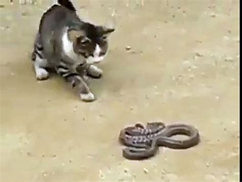 FIGHT cat VS SNAKE - video Dailymotion