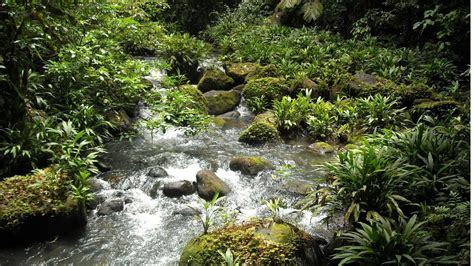 Fertilizer runoff in streams and rivers can have cascading effects ...