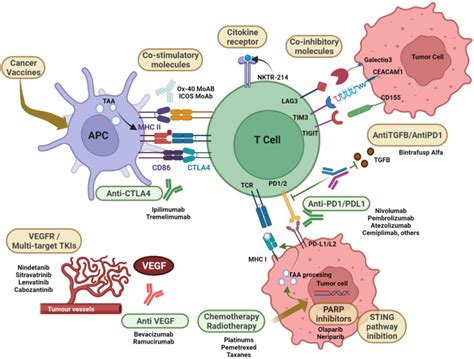 Immunotherapy in Advanced NSCLC Without Driver Mutations: Available Therapeutic Alternatives ...