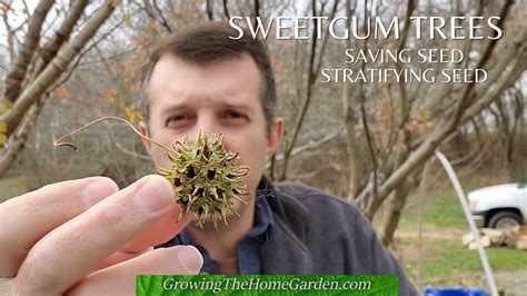 What You Need to Know to Save Sweetgum Seeds for Stratification and ...