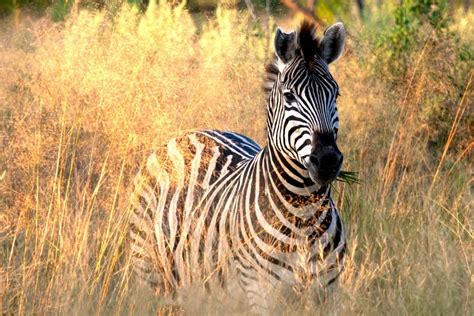 What Do Zebras Eat? Wild Grass & Hay, or Nay?