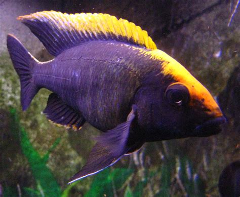 cichlids.com: sulfterhead | Cichlids, African cichlids, Malawi cichlids