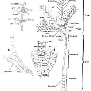 Proximal stalk and base of crown, lateral view. A . Teliocrinus ...