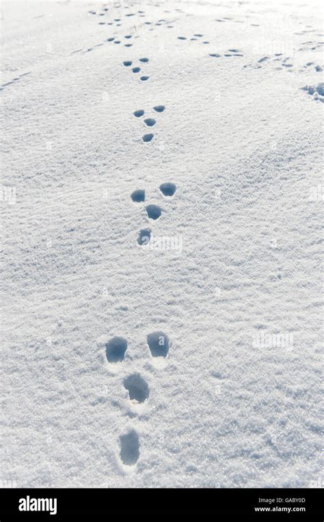 Rabbit tracks in snow. Yorkshire, UK Stock Photo - Alamy