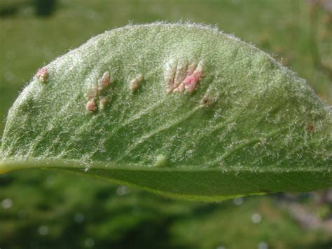 Eriophyid mites | AHDB