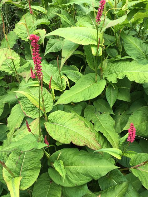 Plants That Look Like Japanese Knotweed: Plants Mistaken For Knotweed ...