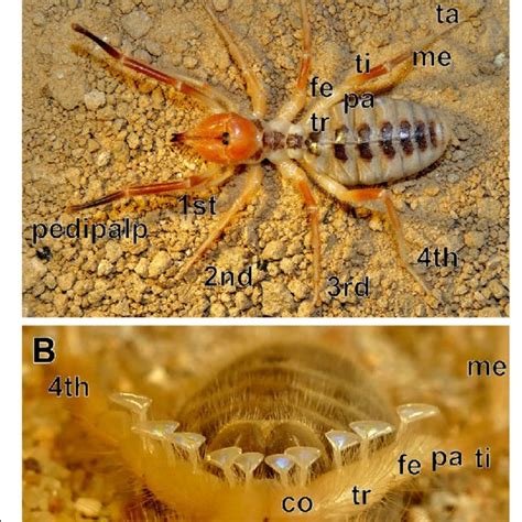 How Many Legs Do Camel Spiders Have - Whether you're terrified of spider webs or fascinated by ...