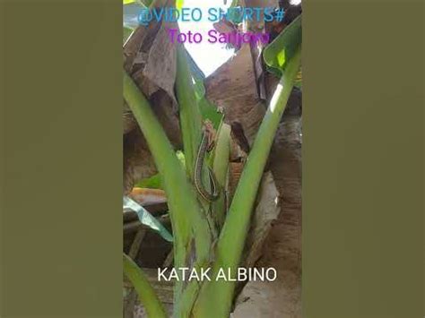 KATAK ALBINO @VIDEO SHORTS - YouTube