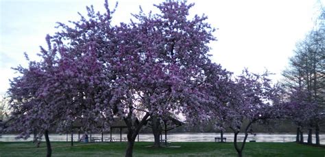 Rochelle Wallace: Best Flowering Trees To Plant In Missouri / Six of the best trees for clay ...