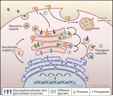 Glycosylation in Cellular Mechanisms of Health and Disease: Cell