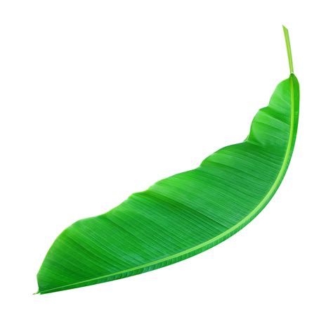 fress banana leaf on transparent background png file 9308997 PNG