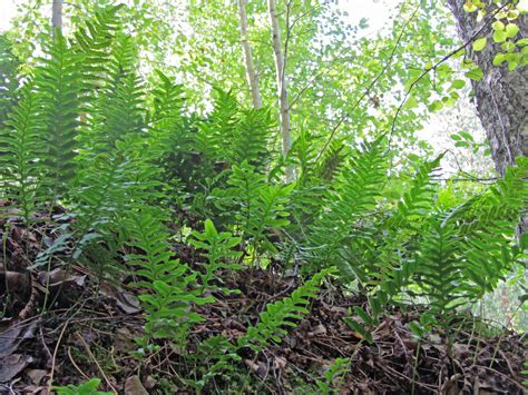 Image result for polypodium vulgare | Plants, Shrubs, Garden