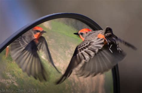 Vermilion Flycatcher - Jason Chen Photography