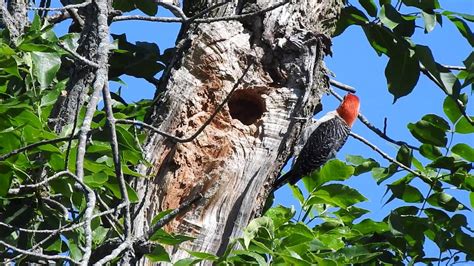 Red-bellied Woodpecker at its nest. Species by WillCFish Tips and ...