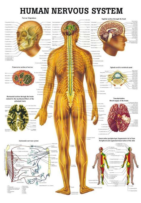 Rudiger Anatomie - The Human Nervous System Laminated Anatomy Chart