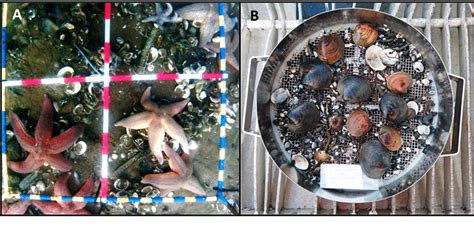 1: Examples of benthic (a) epifauna and (b) infauna. Visible epifauna ...