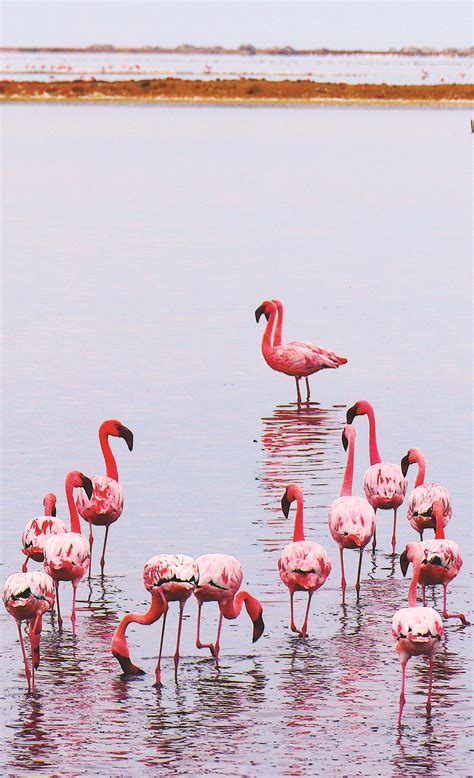 #Flamingos in #Walvis Bay Lagoon #Namibia | Namibia, Namibia travel ...