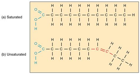 Lipids: Structure, Function, and Classification of Lipids