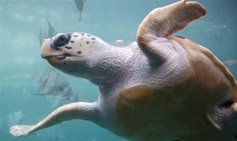 Turtles are under threat from plastic pollution | Nature | News | Express.co.uk