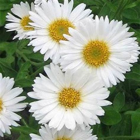 White Aster Flower Seeds/Alpinus/Perennial 40