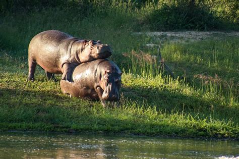 Hippopotamus Habitat