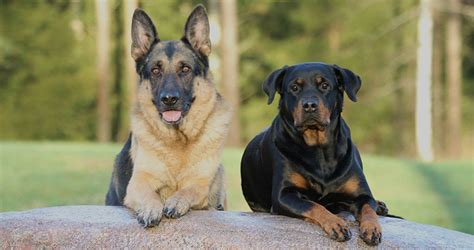 Getting To Know The German Shepherd Rottweiler Mix - The Pet Town