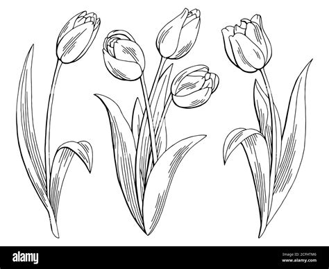 Tulip Flower Outline